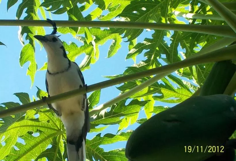 ホテル Cabinas Flamingo