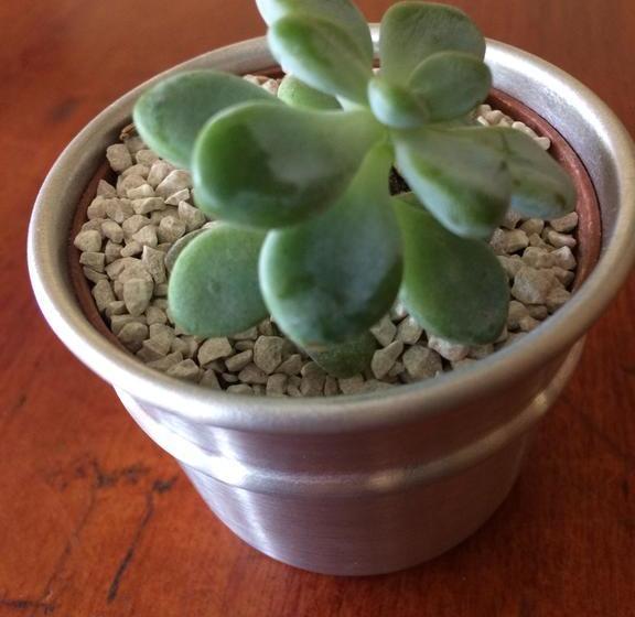 בית מלון כפרי Cabinas Flamingo