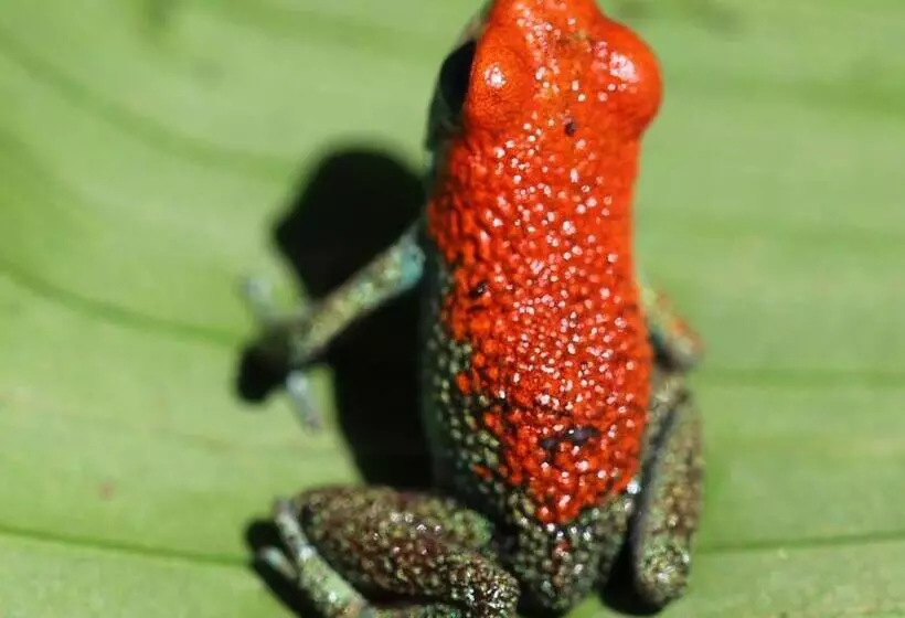 Hotelli Mohagine