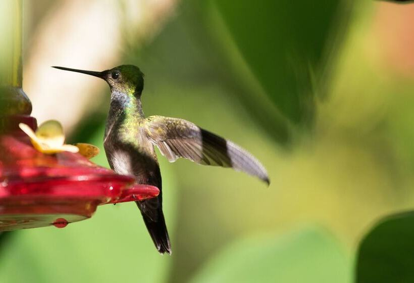 Bed and Breakfast El Mono Feliz