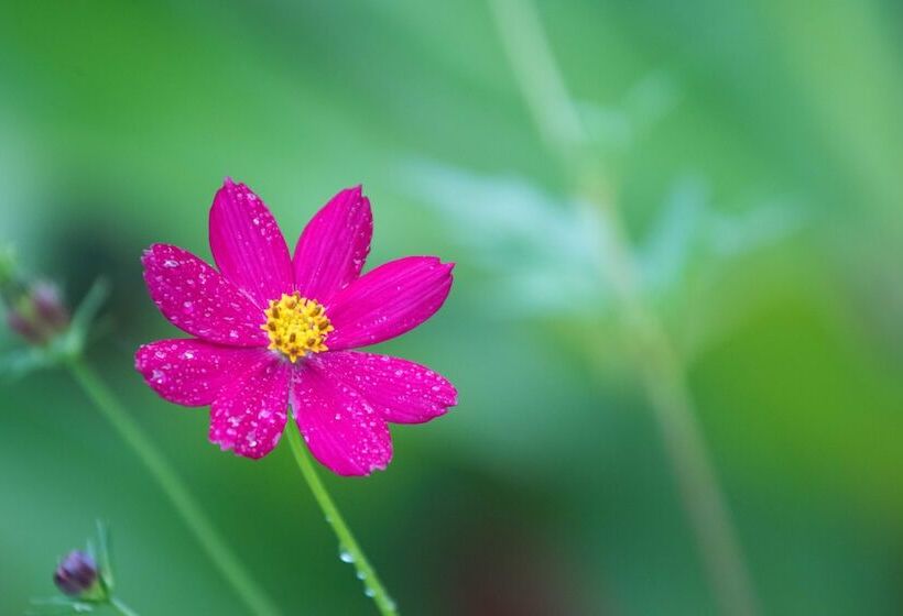 Bed and Breakfast El Mono Feliz