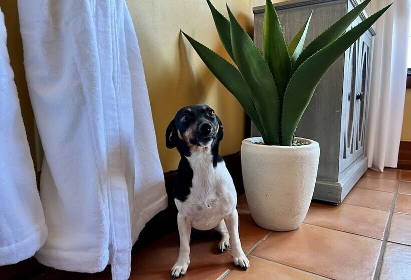 Szálloda Casa Grande Inn & Suites