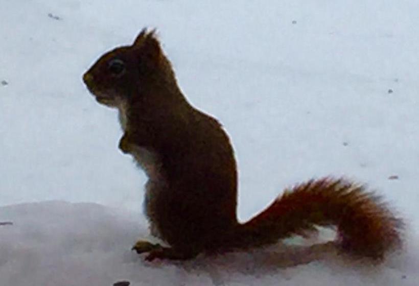 فندق Plumes Et Glisse