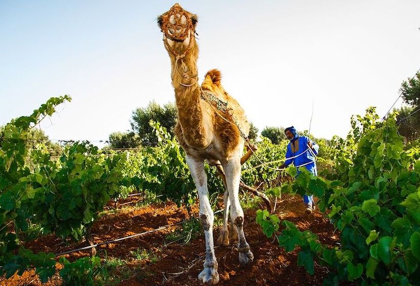 Hotel Ryad Des Vignes