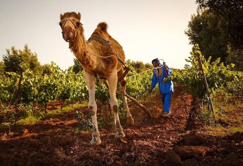 Hotel Ryad Des Vignes