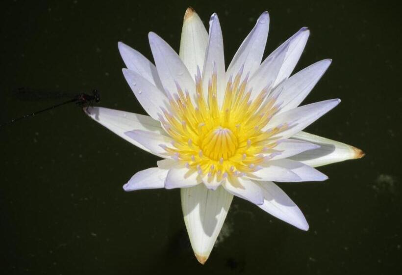 אתר נופש Flower Paradise Bungalows & Swiss Restaurant Roestiland