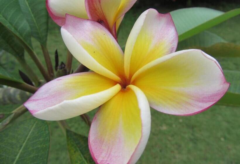 אתר נופש Flower Paradise Bungalows & Swiss Restaurant Roestiland