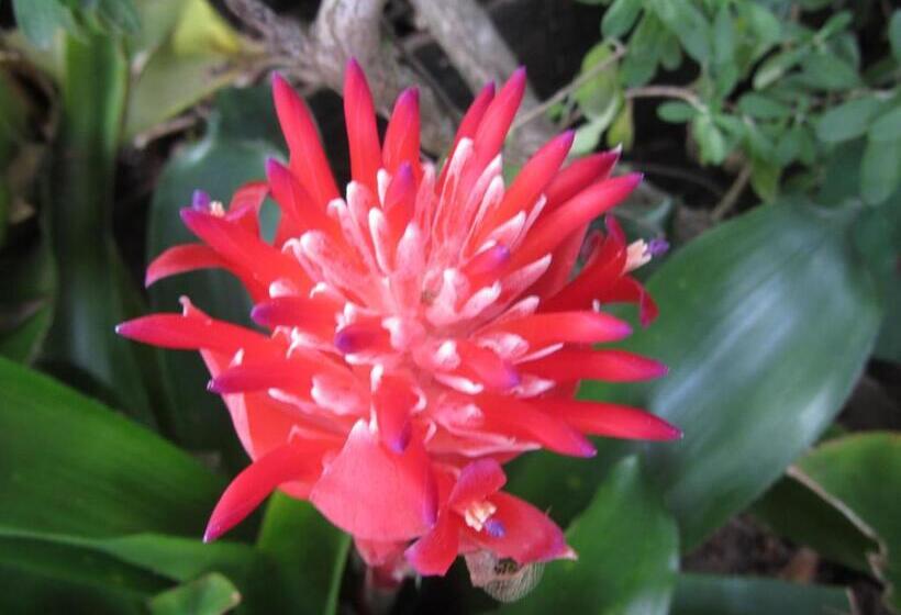 אתר נופש Flower Paradise Bungalows & Swiss Restaurant Roestiland