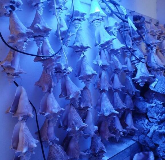 تختخواب و صبحانه Sunset Paradise