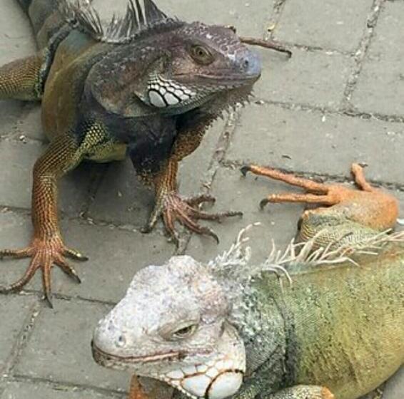 هتل La Casa Dorada