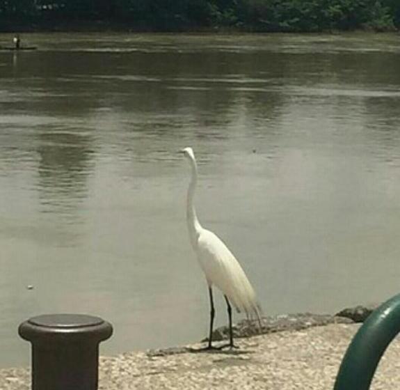هتل La Casa Dorada