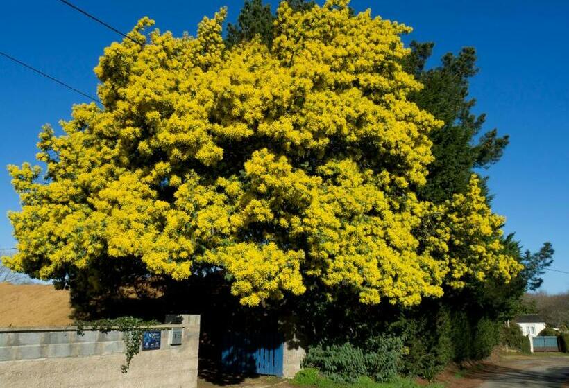 Bed and Breakfast Châtelet Camelot