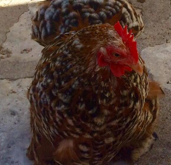 ベッドアンドブレックファースト Chambres D Hôtes De La Fontaine