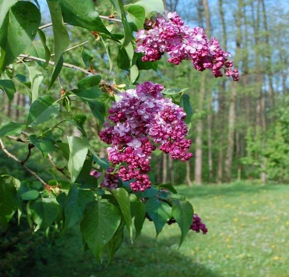 تختخواب و صبحانه Chambres D Hôtes La Parenthez