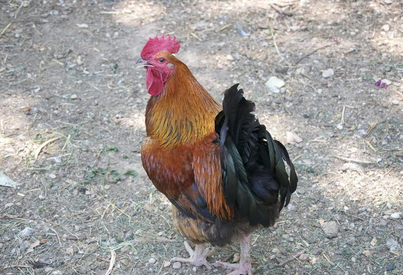 住宿加早餐 La Fénière