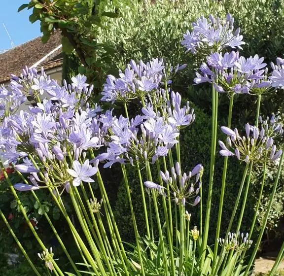 Aamiaismajoitus (B&B) Les Glycines