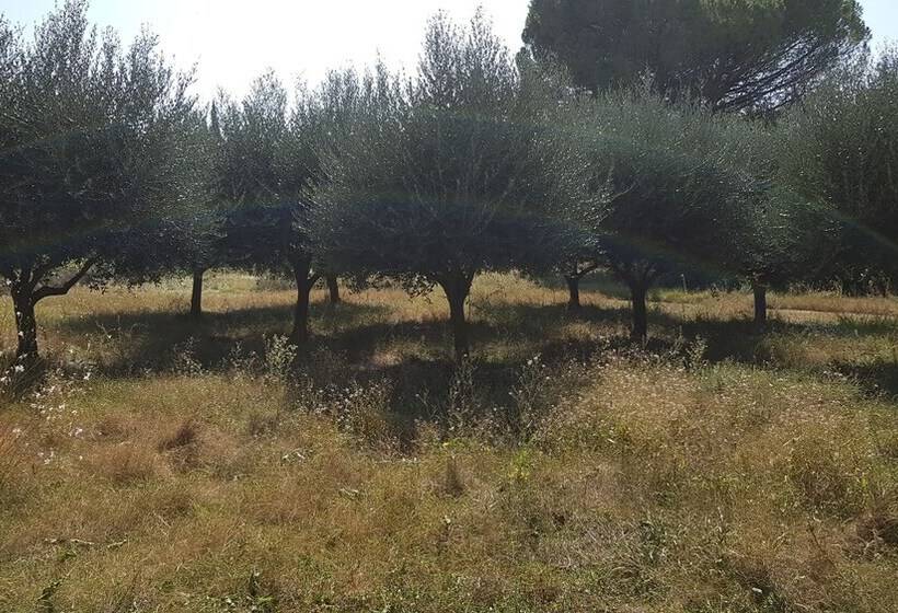 تختخواب و صبحانه Mas Du Caroubier Maison D Hotes