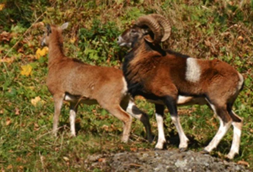 Отель Aux 500 Diables Eco Lodge