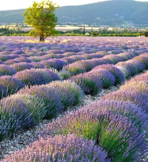 בית מלון כפרי Ibis Budget Orange Centre