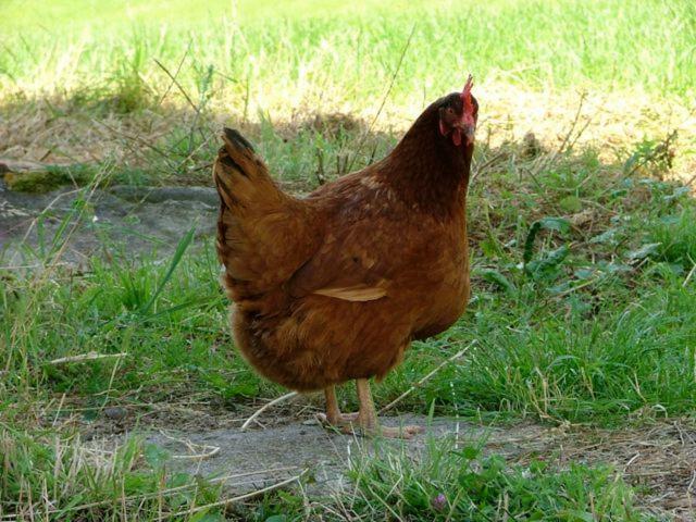 住宿加早餐  Domaine De La Madeleine