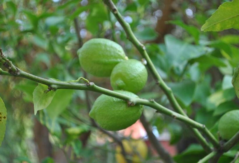 צימר Sous L Olivier