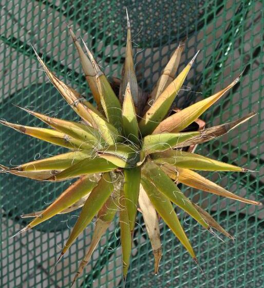 צימר Sous L Olivier