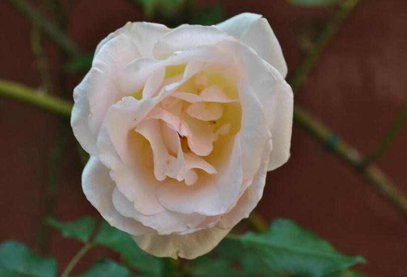 צימר Sous L Olivier