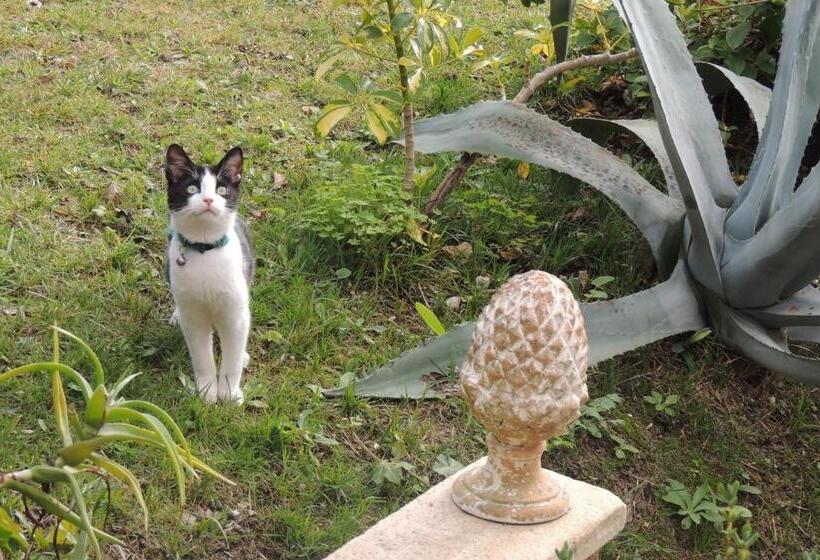 צימר Sous L Olivier