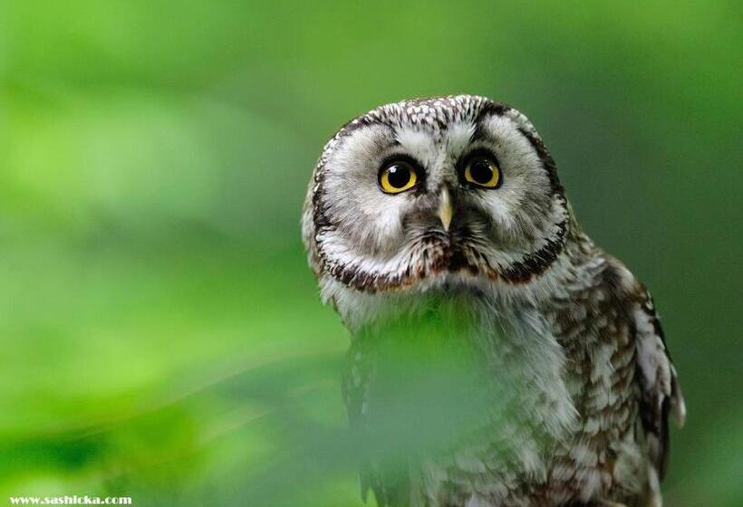 ベッドアンドブレックファースト Pension Salzsäumer