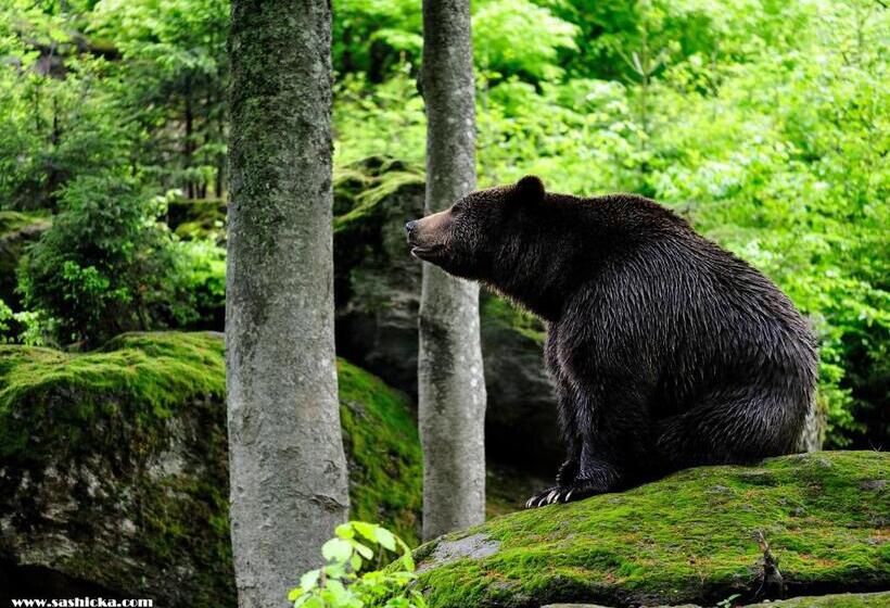 ベッドアンドブレックファースト Pension Salzsäumer