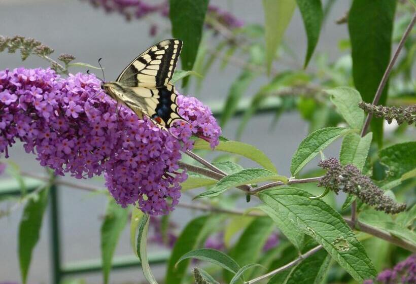 Отель Holzhauer