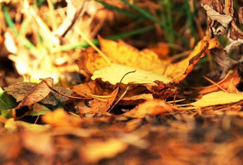 Parkhotel Flora Am Schluchsee