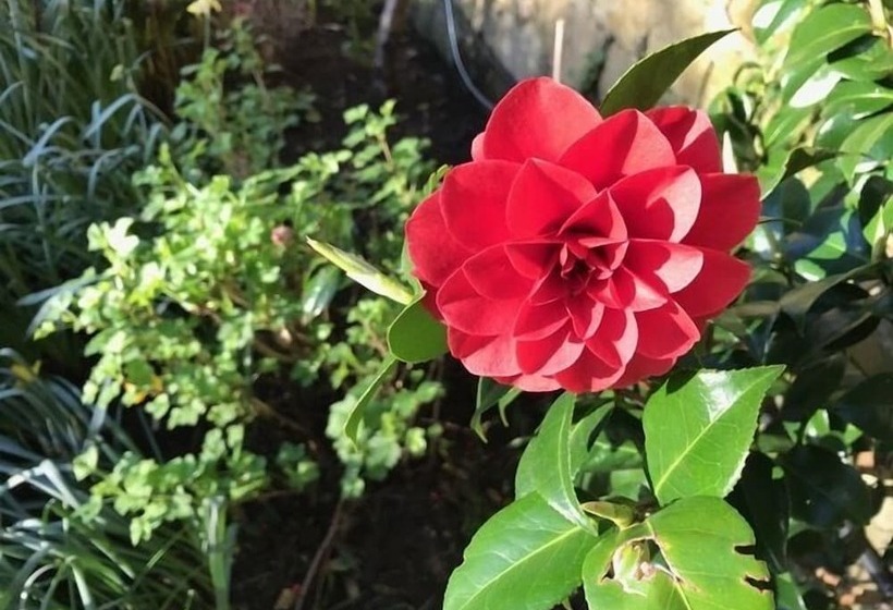 민박 Willow Cottage