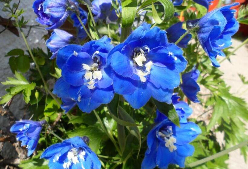 Creag Dubh Bed & Breakfast