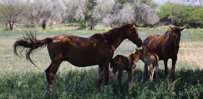 مبيت وإفطار La Vaca Tranquila