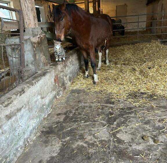 膳宿费 Ferien Und Freizeithof Engelau