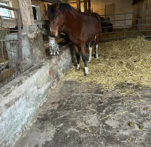 Majatalo Ferien Und Freizeithof Engelau