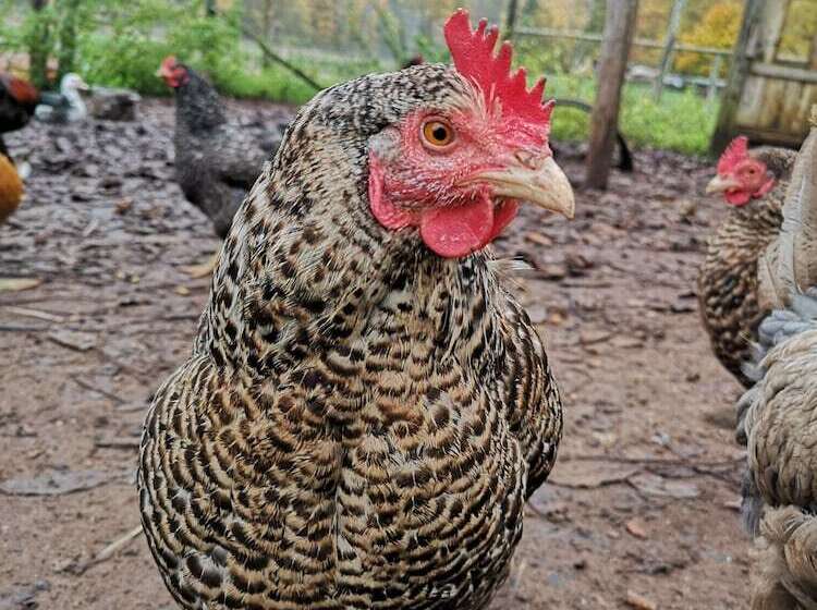 פנסיון Maison D Hôtes De Charme Ancien Moulin En Pleine Nature La Paulusmühle