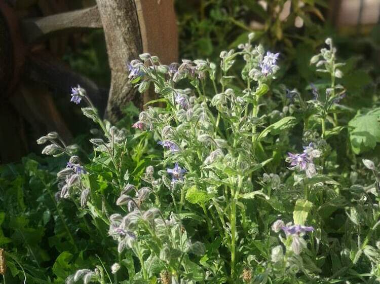פנסיון Maison D Hôtes De Charme Ancien Moulin En Pleine Nature La Paulusmühle