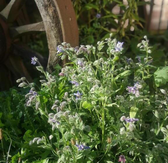 פנסיון Maison D Hôtes De Charme Ancien Moulin En Pleine Nature La Paulusmühle