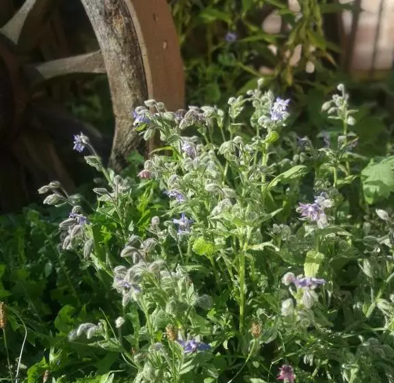 Majatalo Maison D Hôtes De Charme   Ancien Moulin En Pleine Nature   La Paulusmühle
