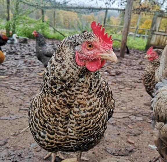 פנסיון Maison D Hôtes De Charme Ancien Moulin En Pleine Nature La Paulusmühle