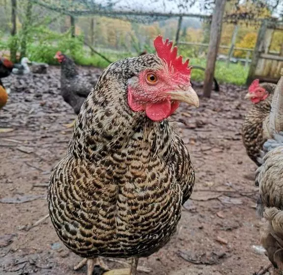 Majatalo Maison D Hôtes De Charme   Ancien Moulin En Pleine Nature   La Paulusmühle