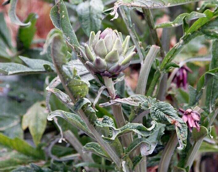 בית מלון כפרי Podere Il Poggiolo