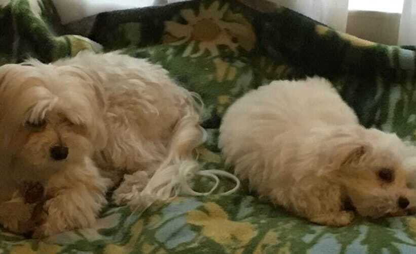 酒店 Sosventos Village