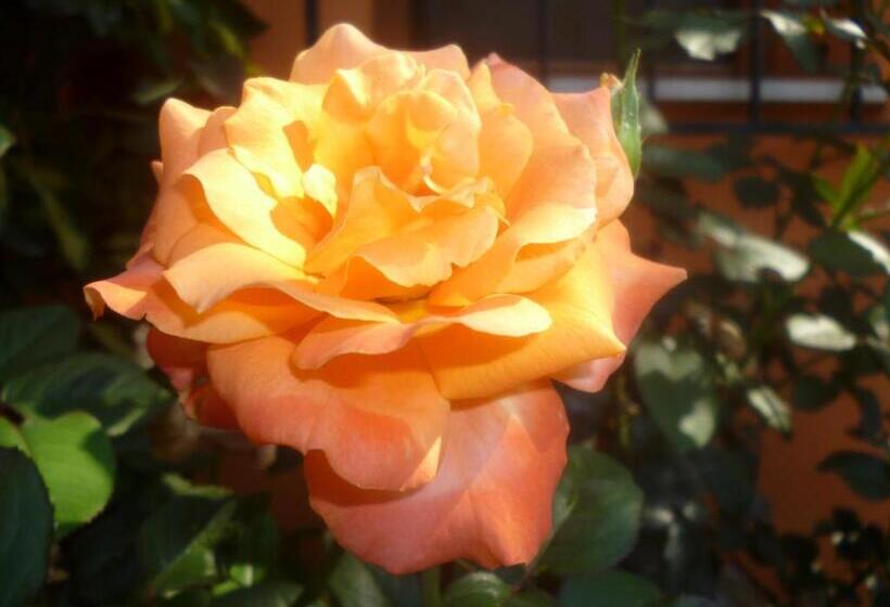 Пансион Astir Rooms