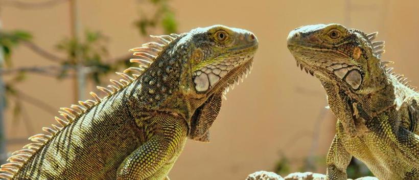 هتل Pauline S Apartments