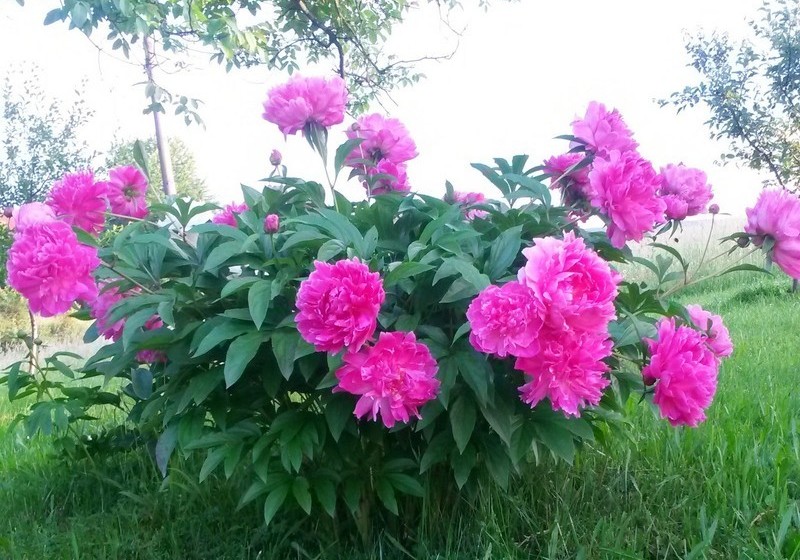 בית מלון כפרי House Josipa