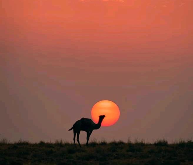 Hotel Sunshine Guest House & Safari