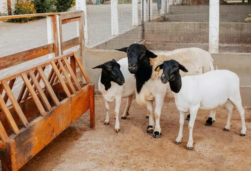 ホテル Fazenda Sol Nascente